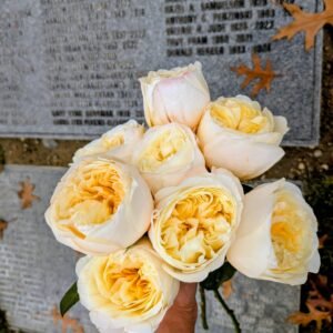 Pursuasion lookalike garden rose plant large flower bush deciduous shrub