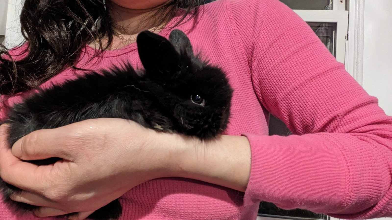 2 month old black bunny rabbit - Image 2