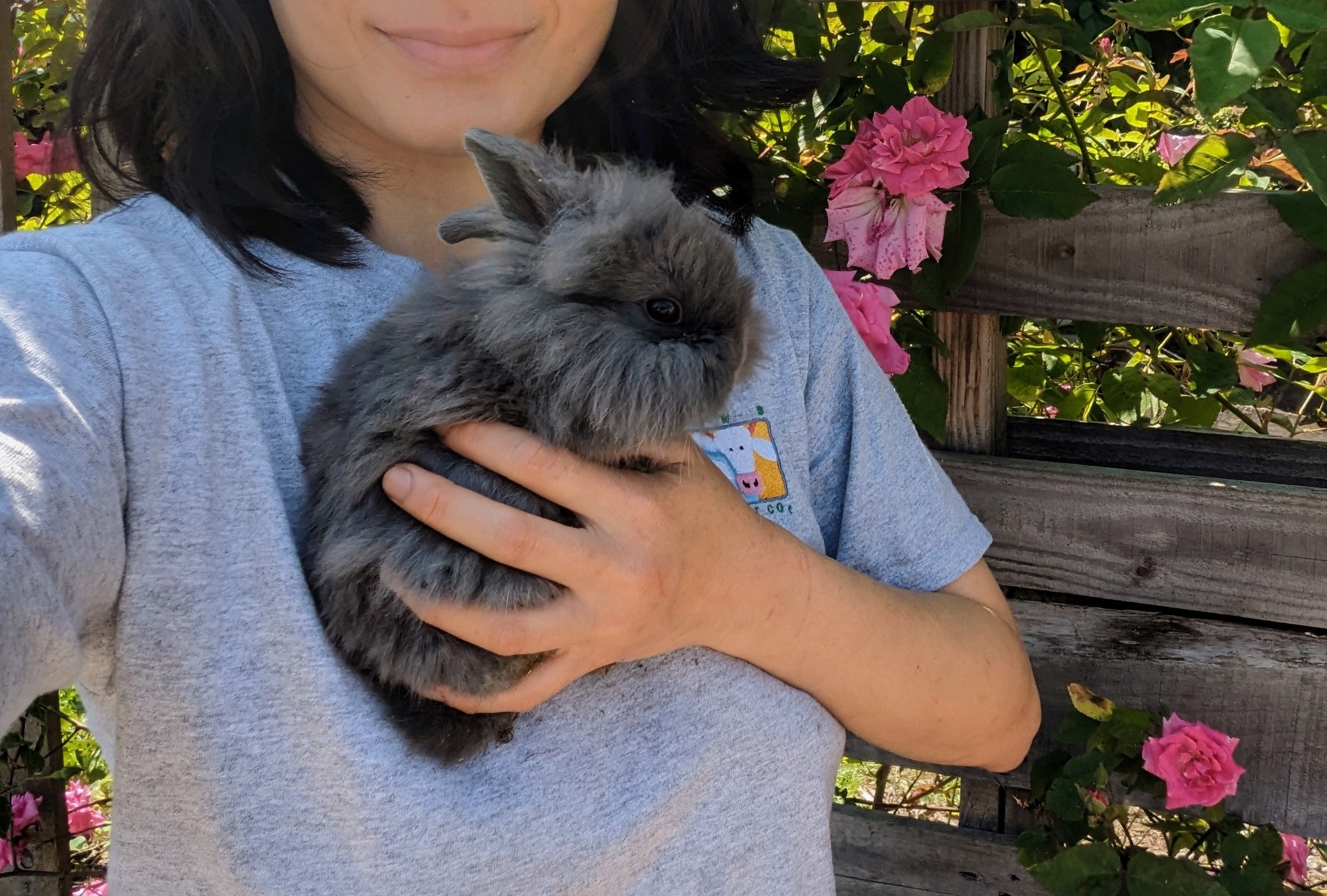 2-6 month old bunny rabbits - Image 6