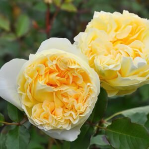 Sicilienne garden rose plant flower bush deciduous shrub