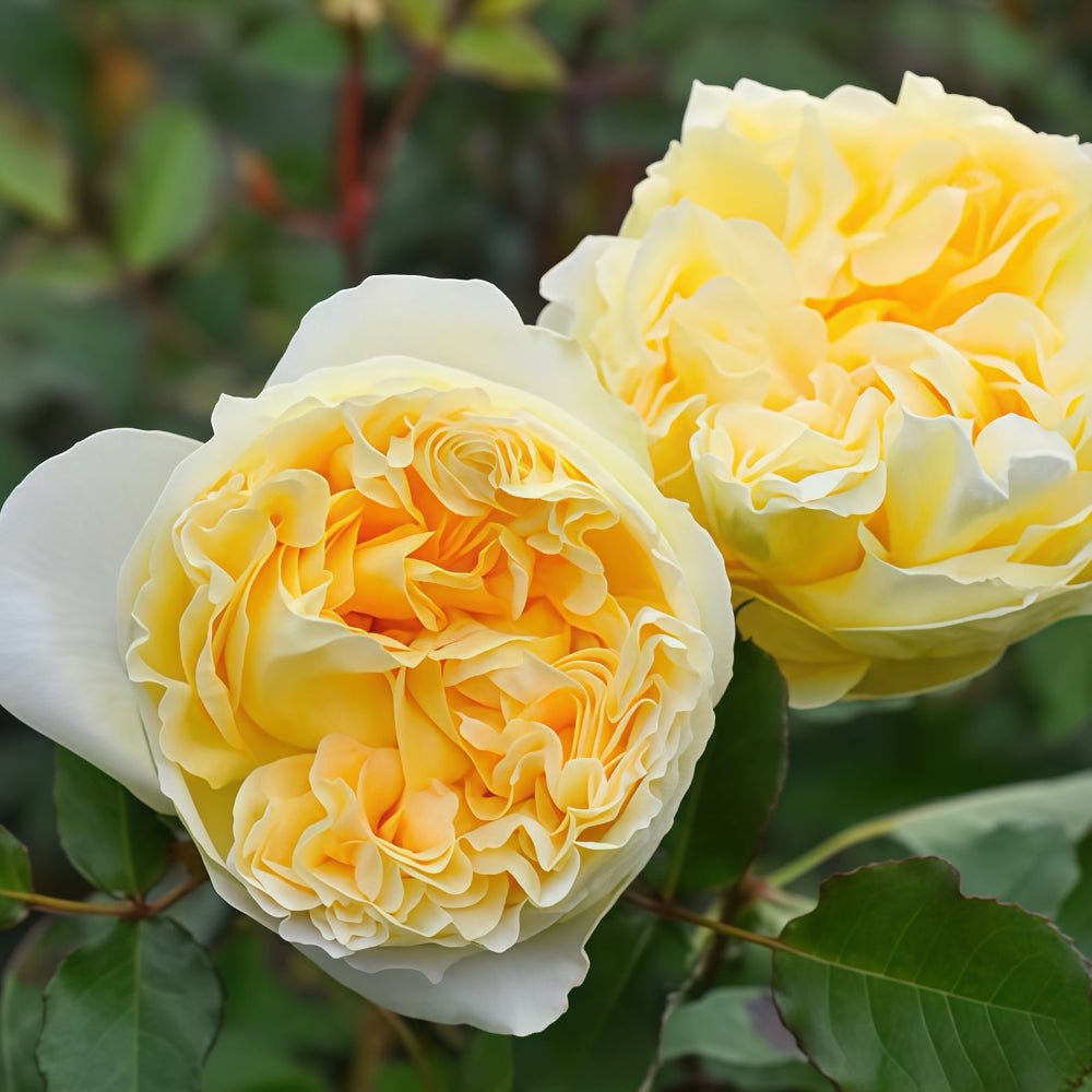 Sicilienne garden rose plant flower bush deciduous shrub