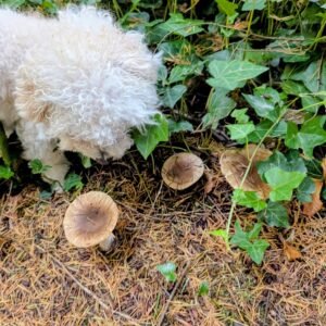 Russula mushroom spores