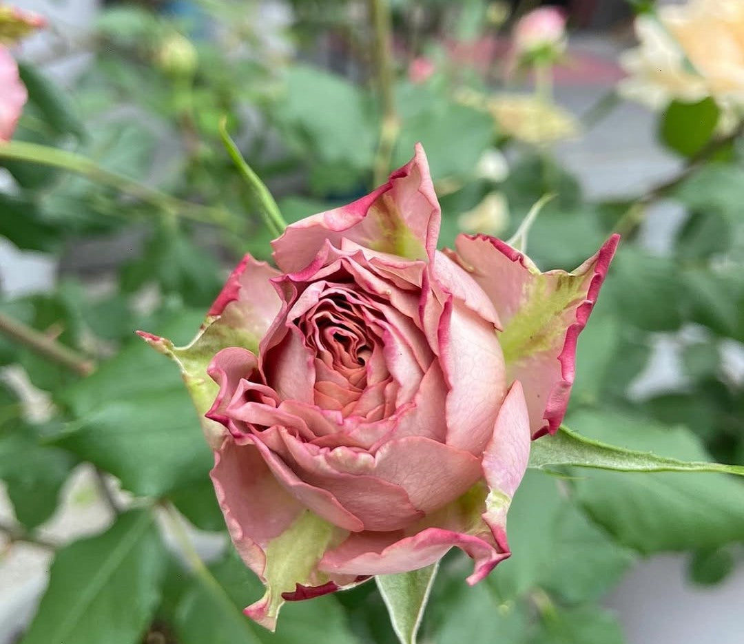 The Nat garden rose plant flower bush shrub - Image 4