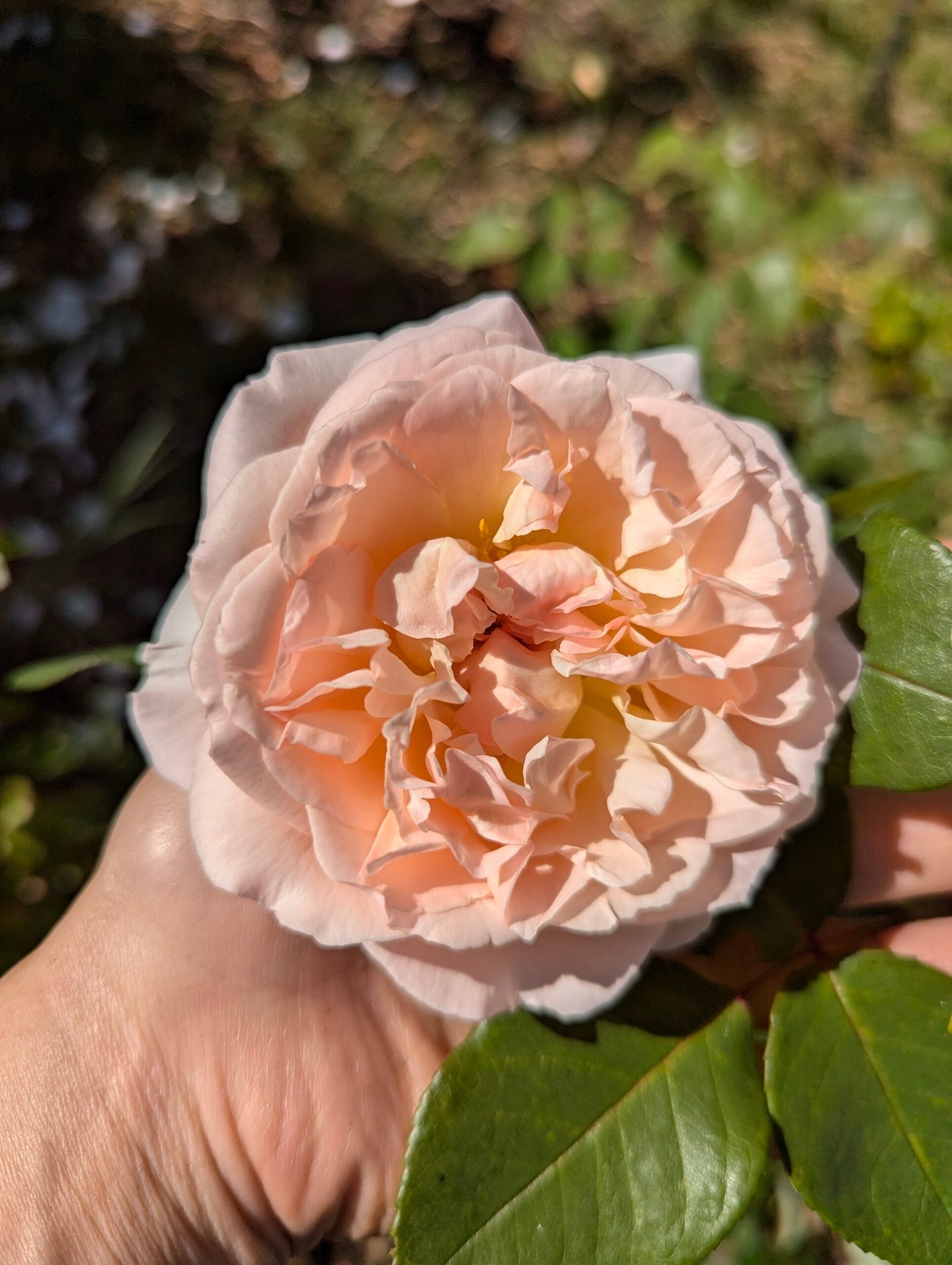 Free few thorn apricot rose plant cuttings - Image 2