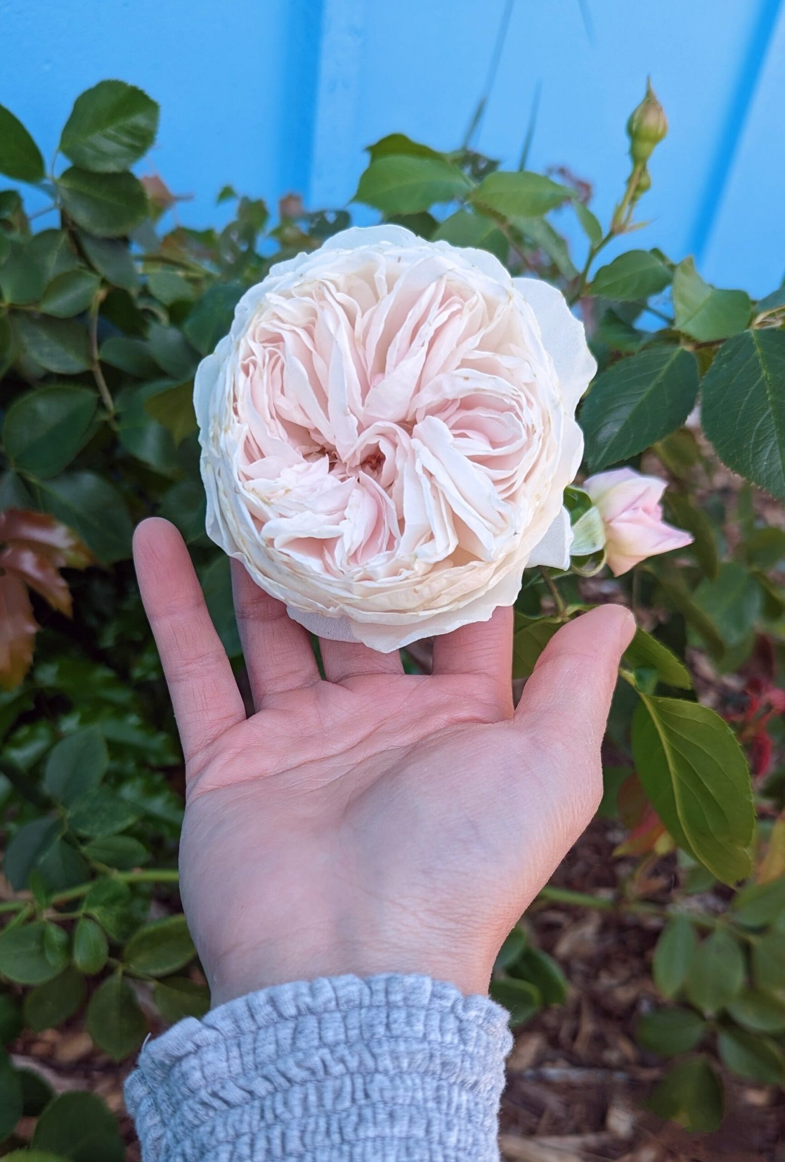 Mysterious DA, Wabara, Princess, Wan etc garden rose plant flower bush deciduous shrub - Image 2