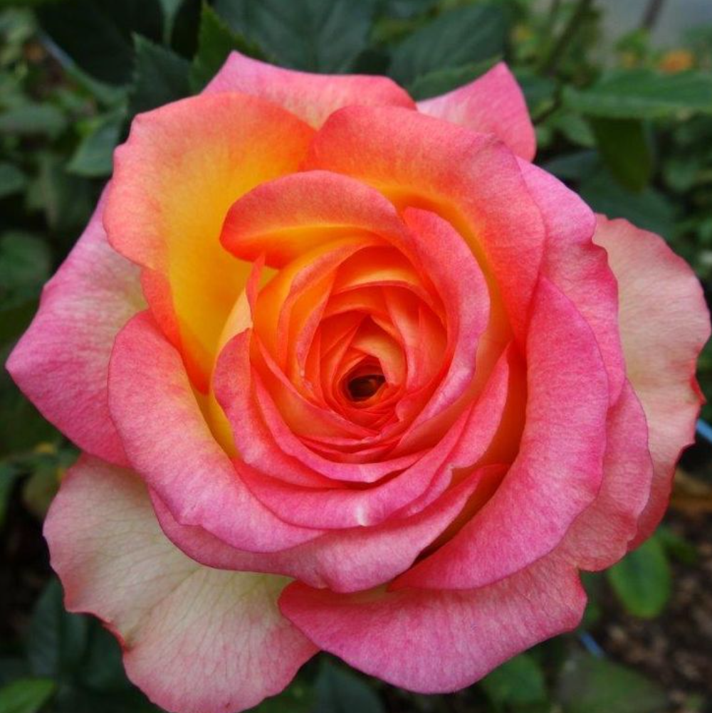 Houdin garden rose plant flower bush shrub - Image 5