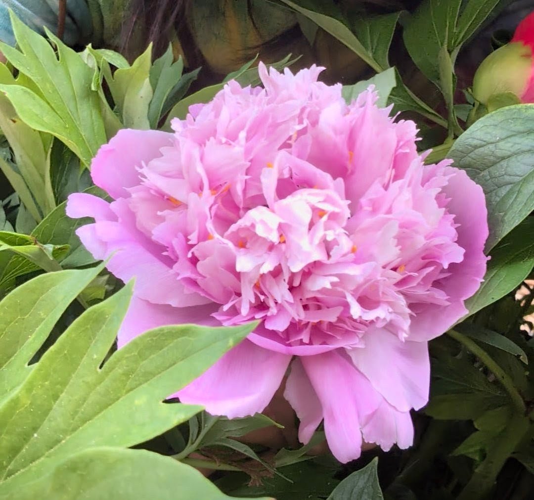 Lan Tian Piao Yun tree peony - Image 2