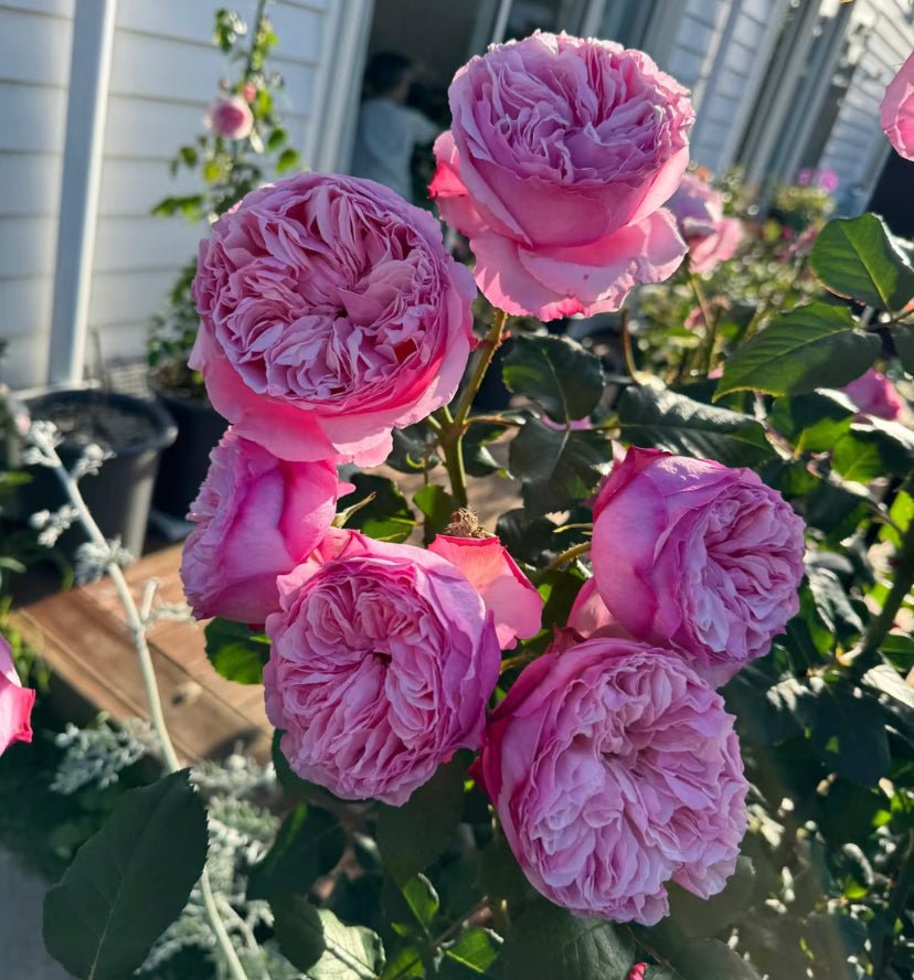 DA Car garden rose plant flower bush deciduous shrub - Image 3