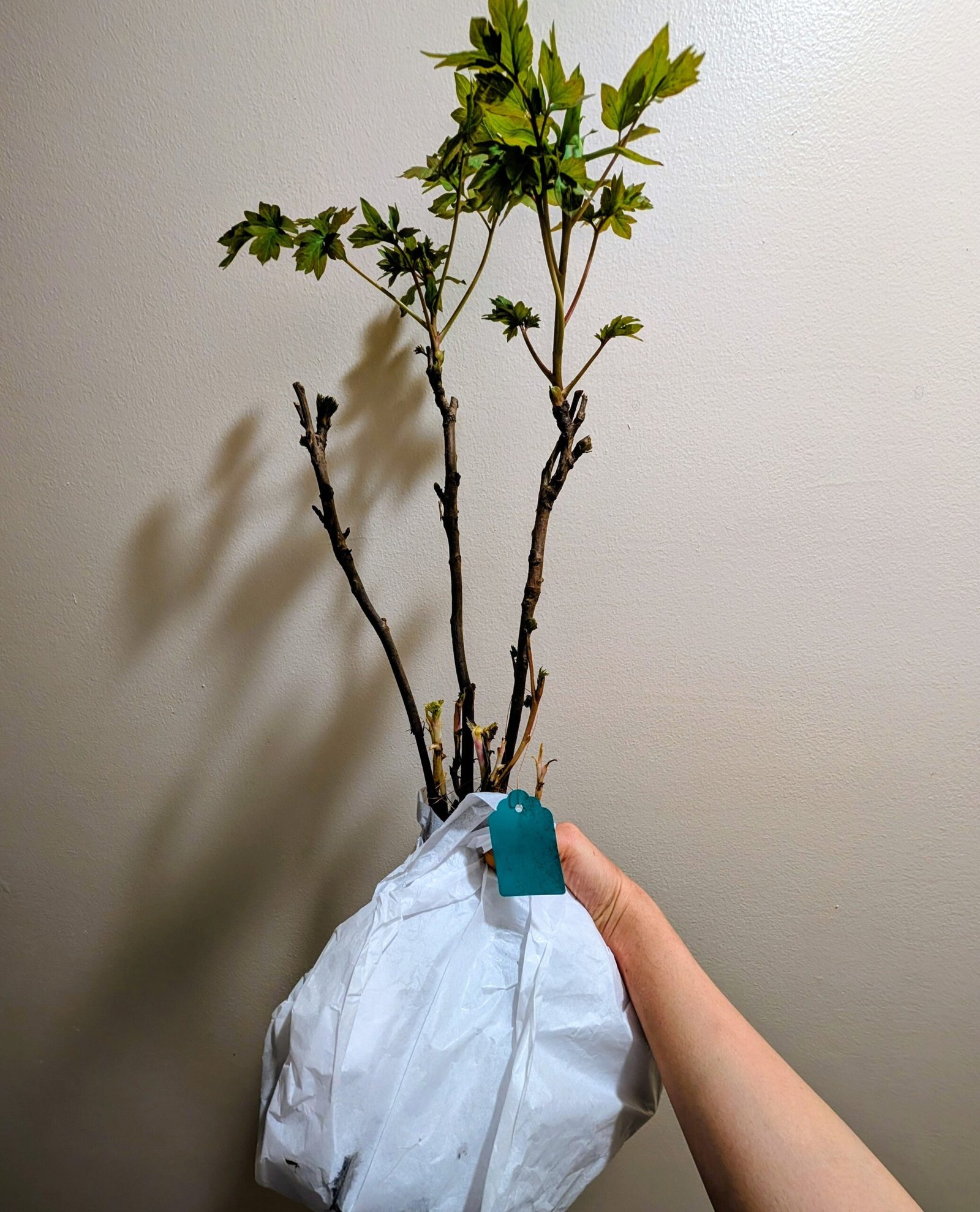 Xue Lian tree peony - Image 7
