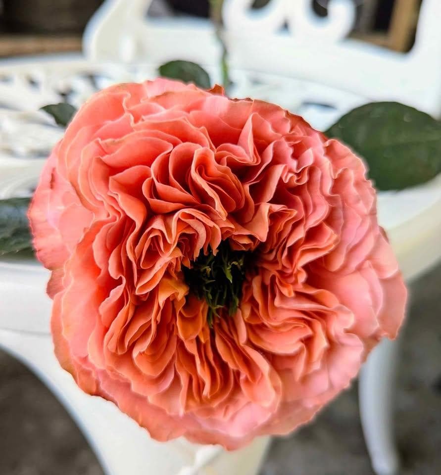 Pink Xpression (expression) garden rose plant flower bush shrub - Image 7