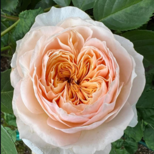 David Austin's Ausjameson (Juliet) lookalike Hanxian climbing garden rose plant large flower
