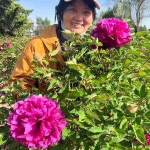"Hong Guan Qun Fang" tree peony