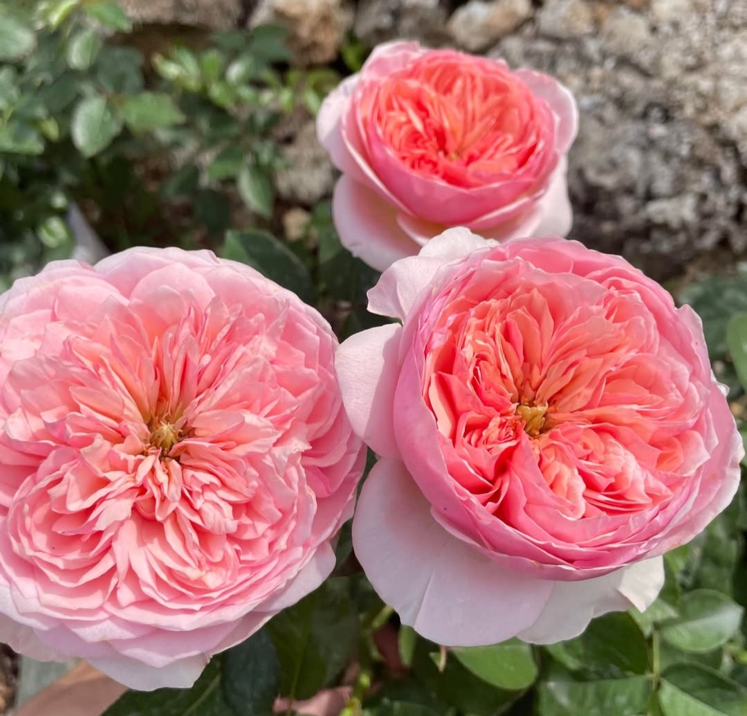 Romeo garden rose plant flower bush deciduous shrub - Image 2
