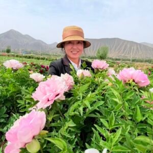 Fen Xi Shi tree peony