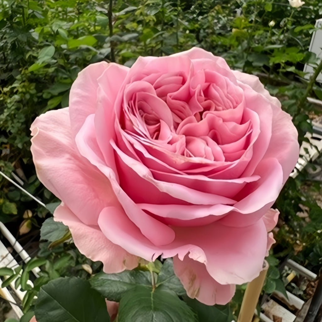 Rebellion Pink garden rose plant flower bush shrub - Image 2
