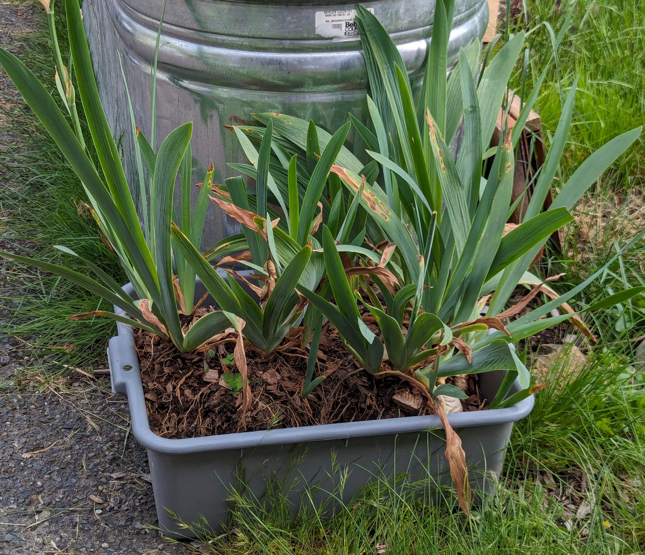 Free purple iris plants and rhizomes - Image 2