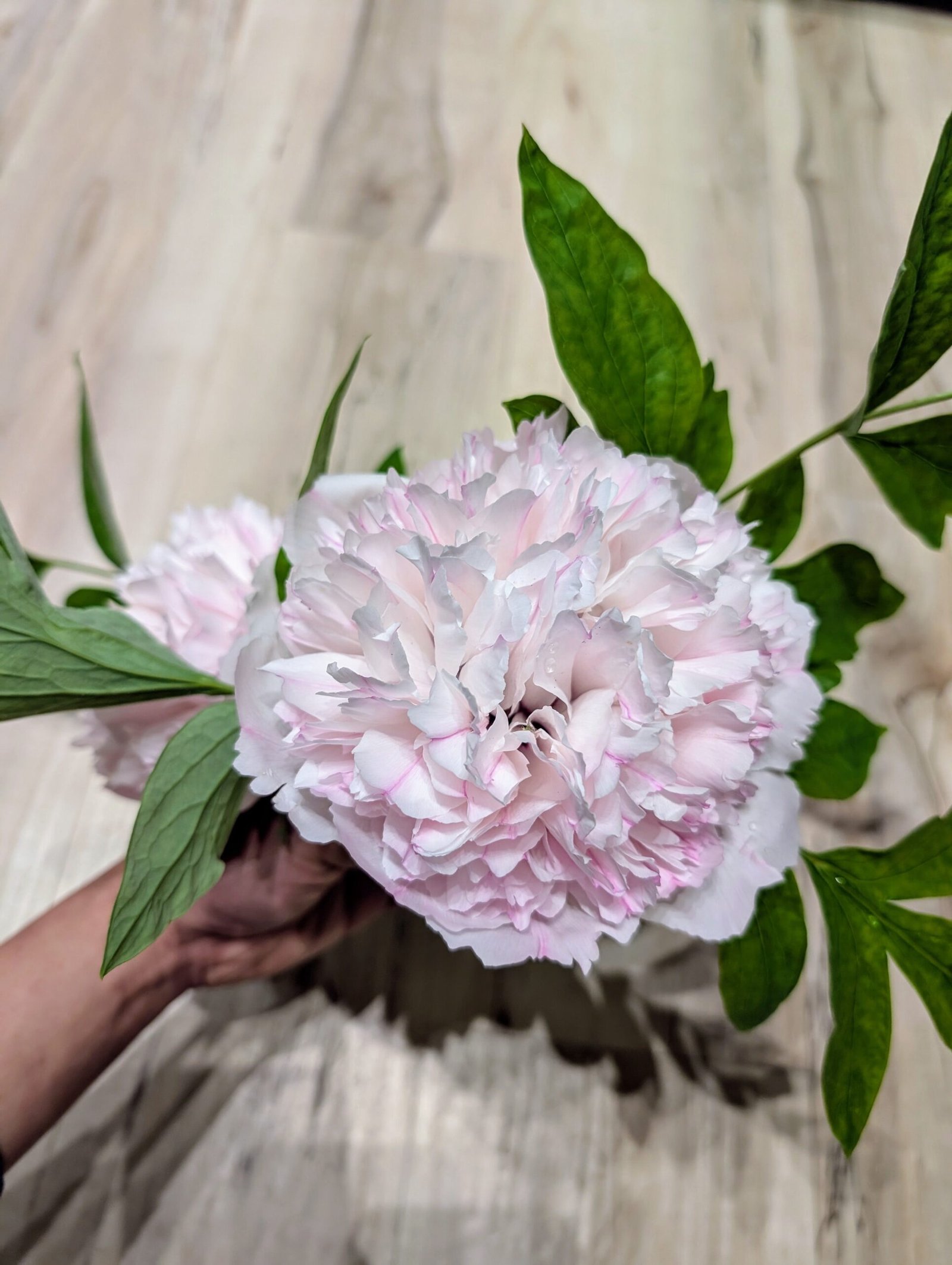 "Red thread girl" large flower tree peony Preorder for fall 2026 - Image 14