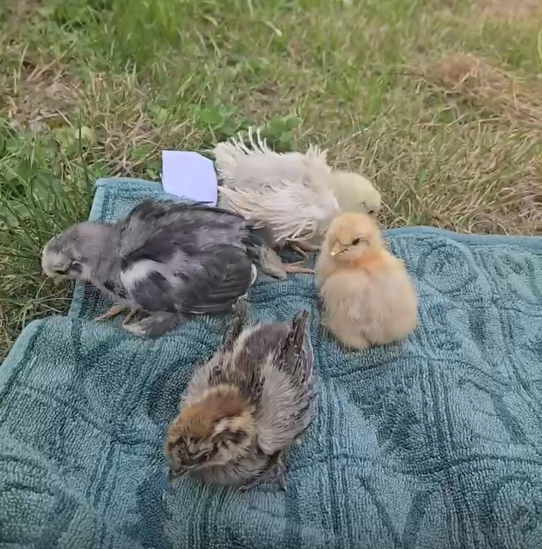 Baby frizzle chicks - Image 2