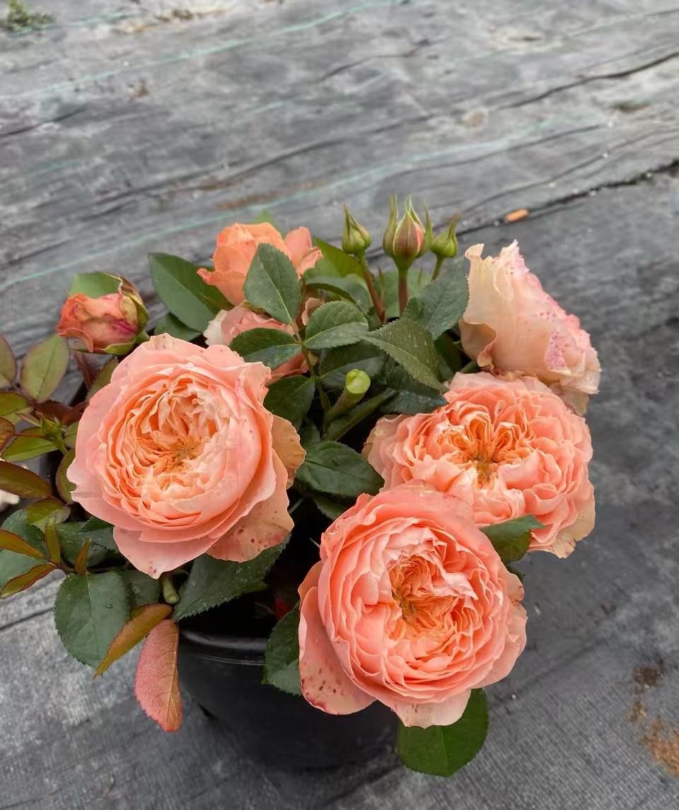 Sweet Harper garden rose plant flower bush deciduous shrub - Image 5