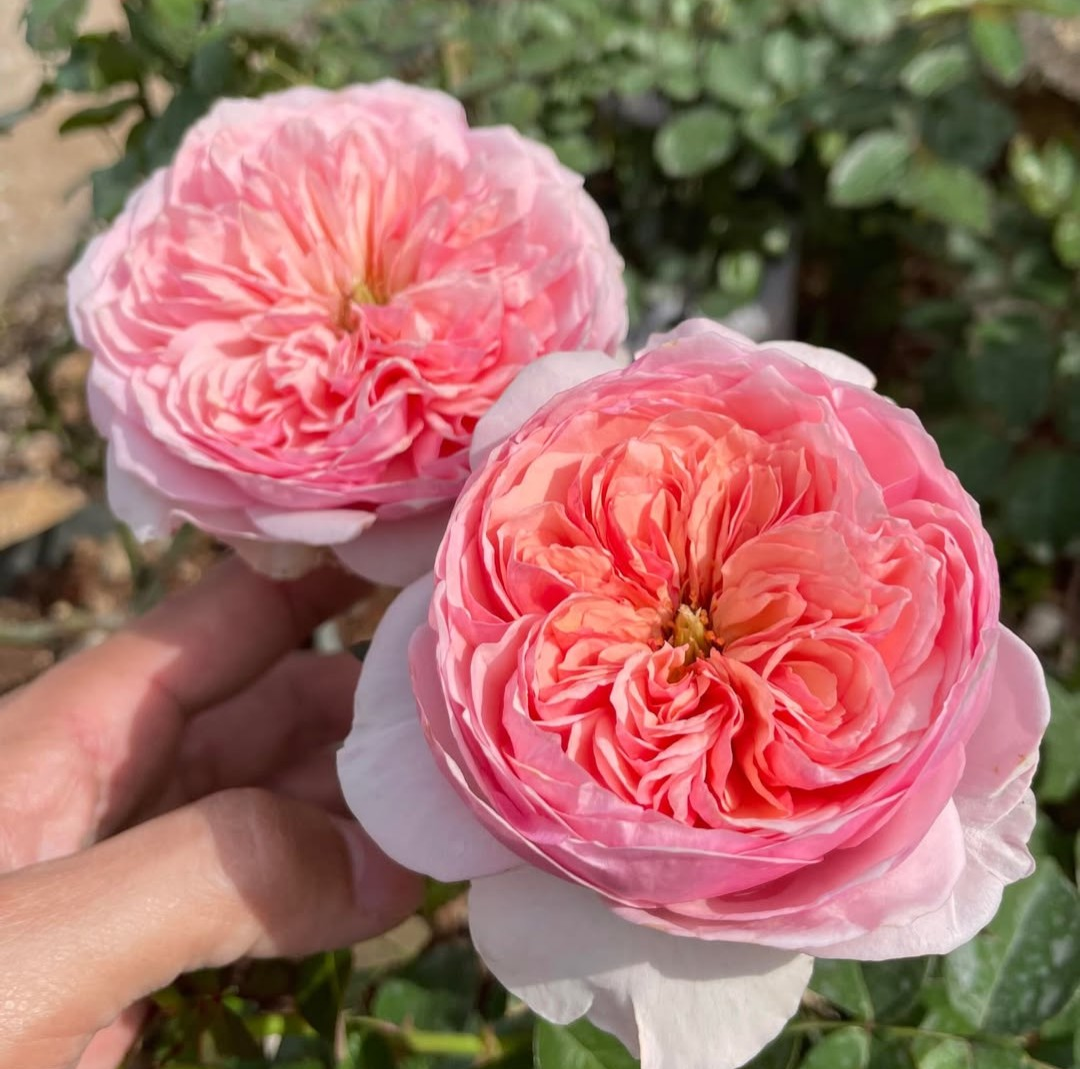 Romeo garden rose plant flower bush deciduous shrub - Image 3