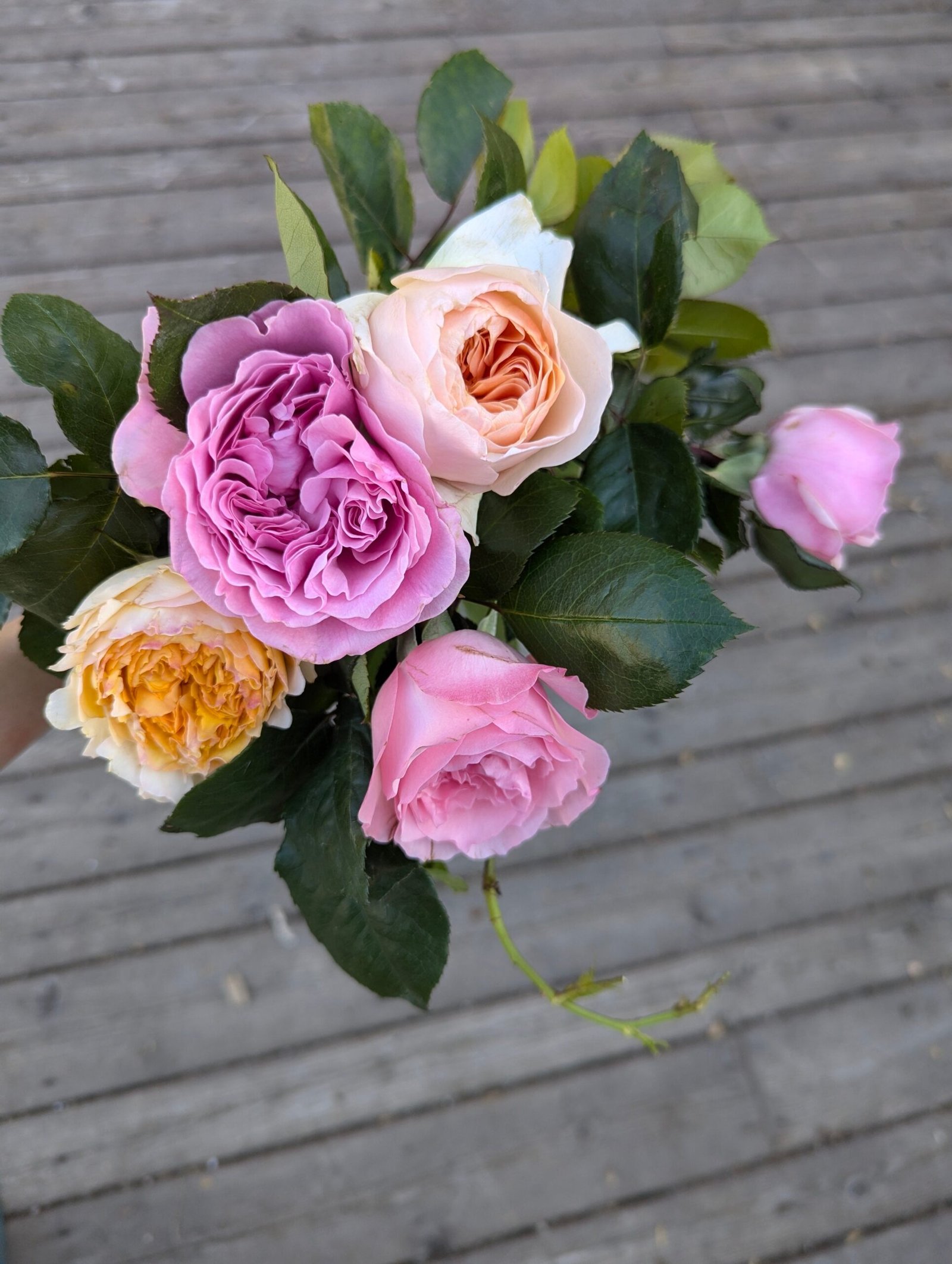10 mixed rose plants: English Ausjameson, her lover Romeo, Ausimmon and her other friends - Image 5