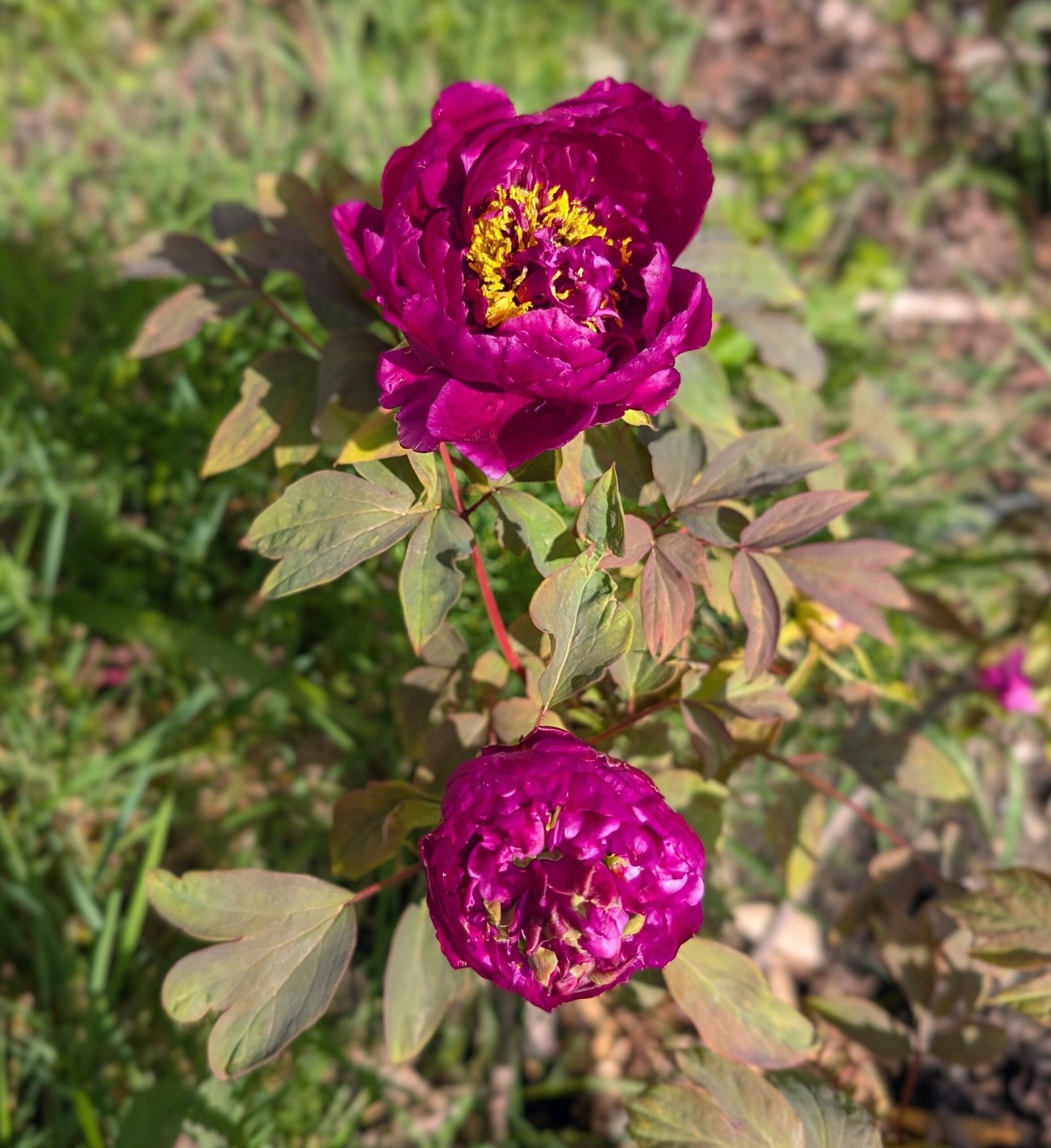 "Champion Crown" large flower tree peony - Image 21