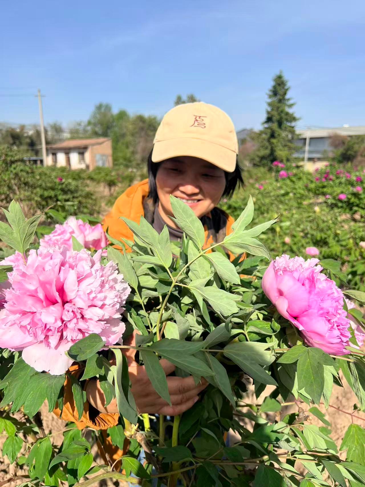 Tao Hong Xiu Qiu tree peony - Image 2