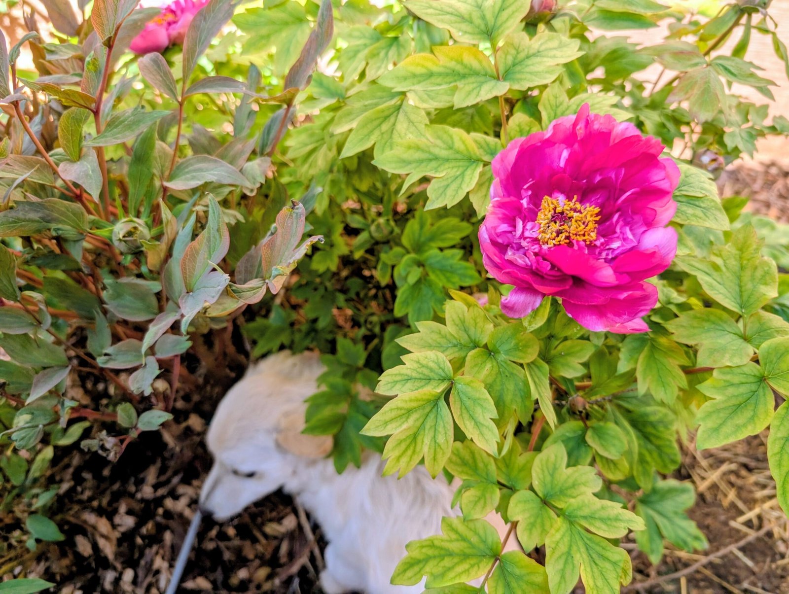 "Luoyang red" large flower tree peony - Image 3