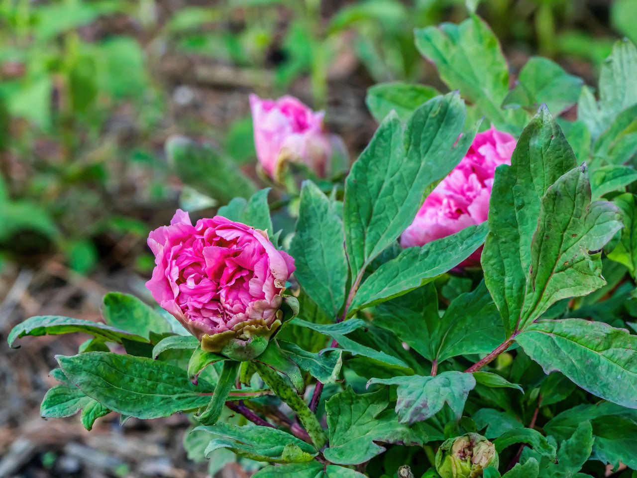 "Large Hu's Red" large flower tree peony - Image 5