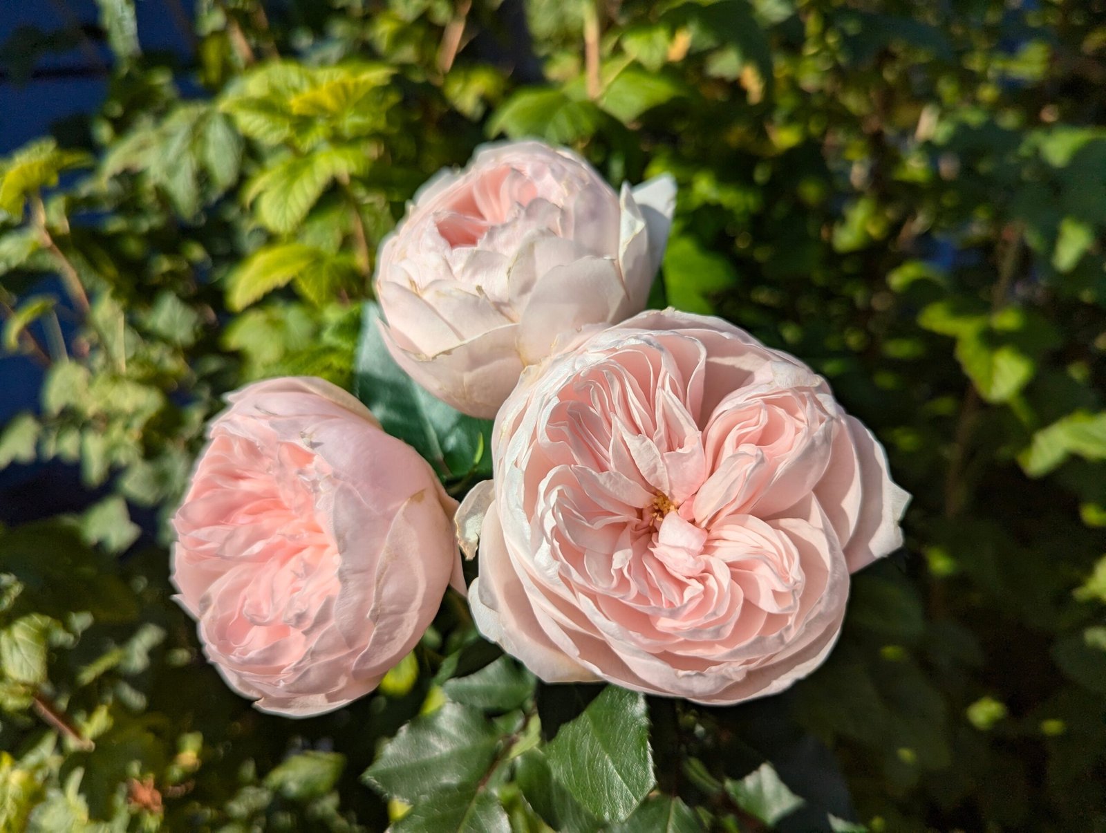 Sabrina garden rose plant flower bush shrub - Image 4