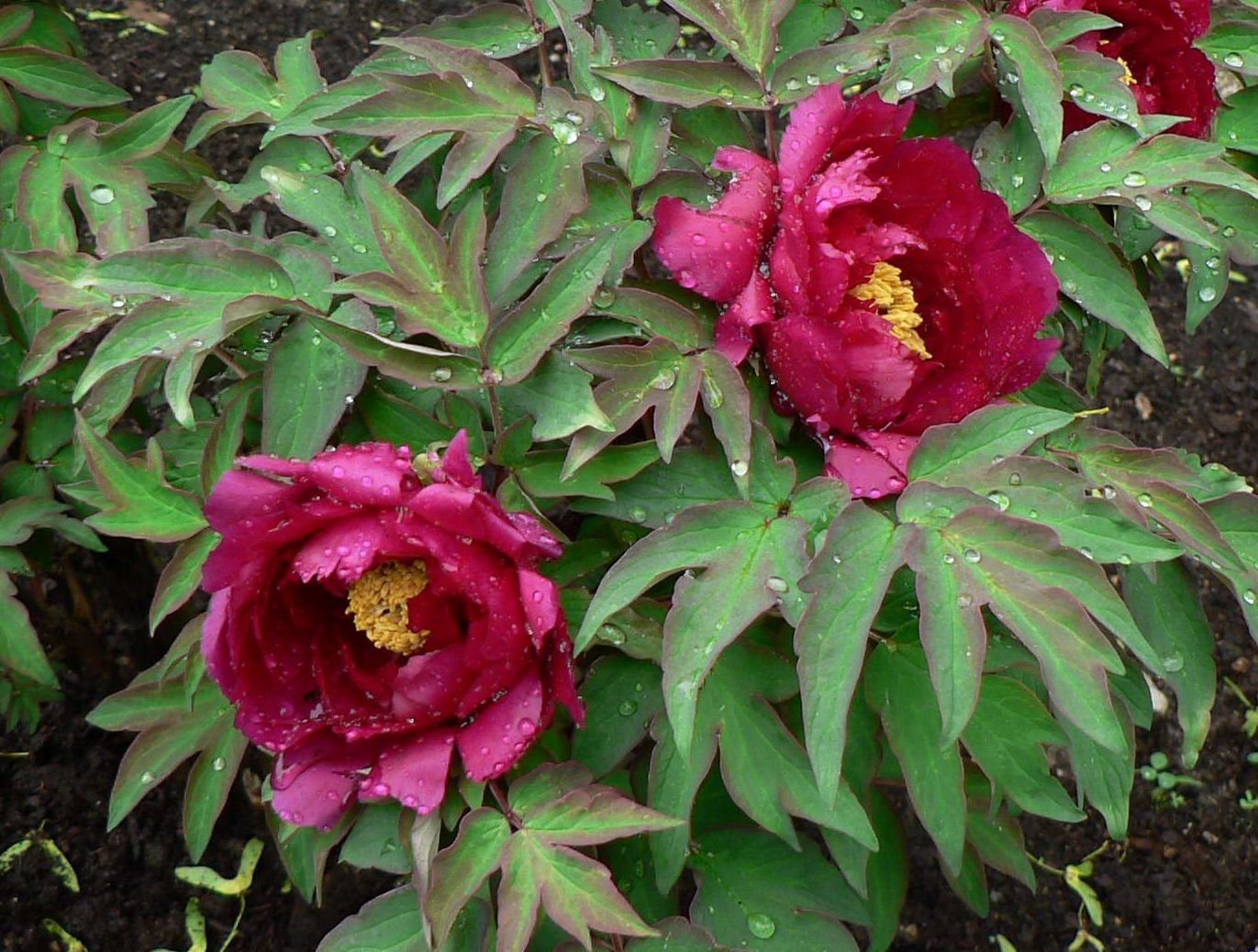 Wu jin yao hui tree peony - Image 3