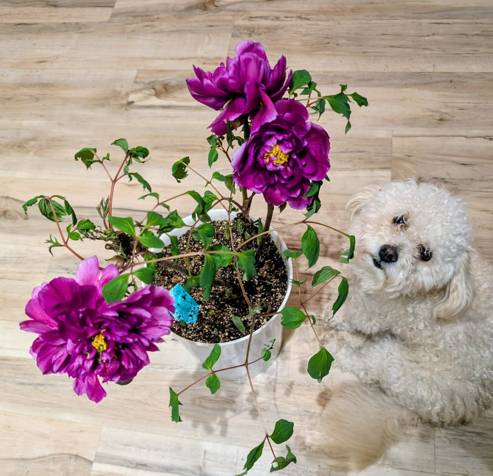 "Champion Crown" large flower tree peony - Image 2