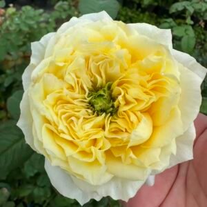 Pearl Drift garden rose plant