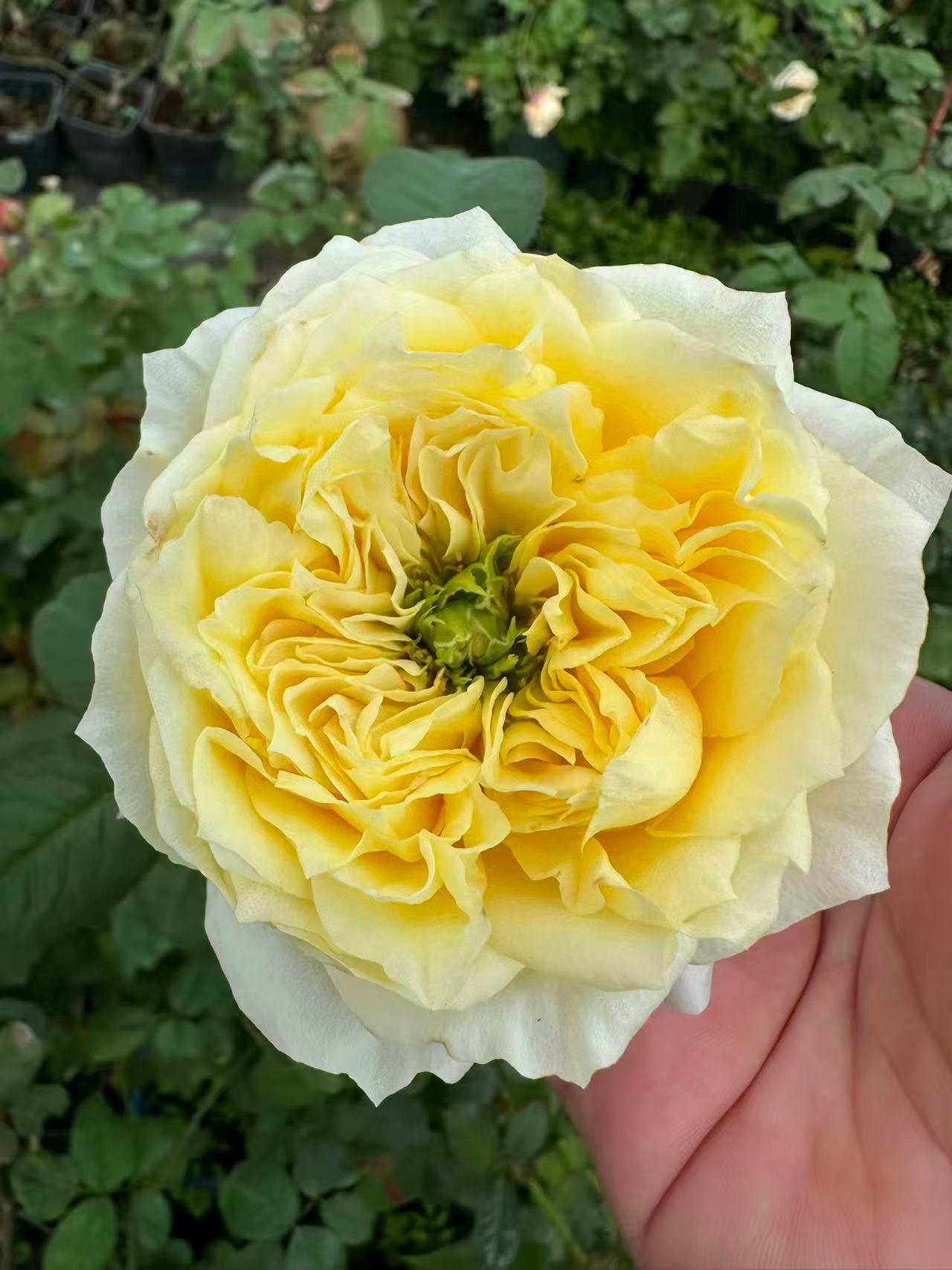 Pearl Drift garden rose plant