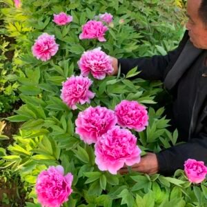 Tai Ping Hong tree peony