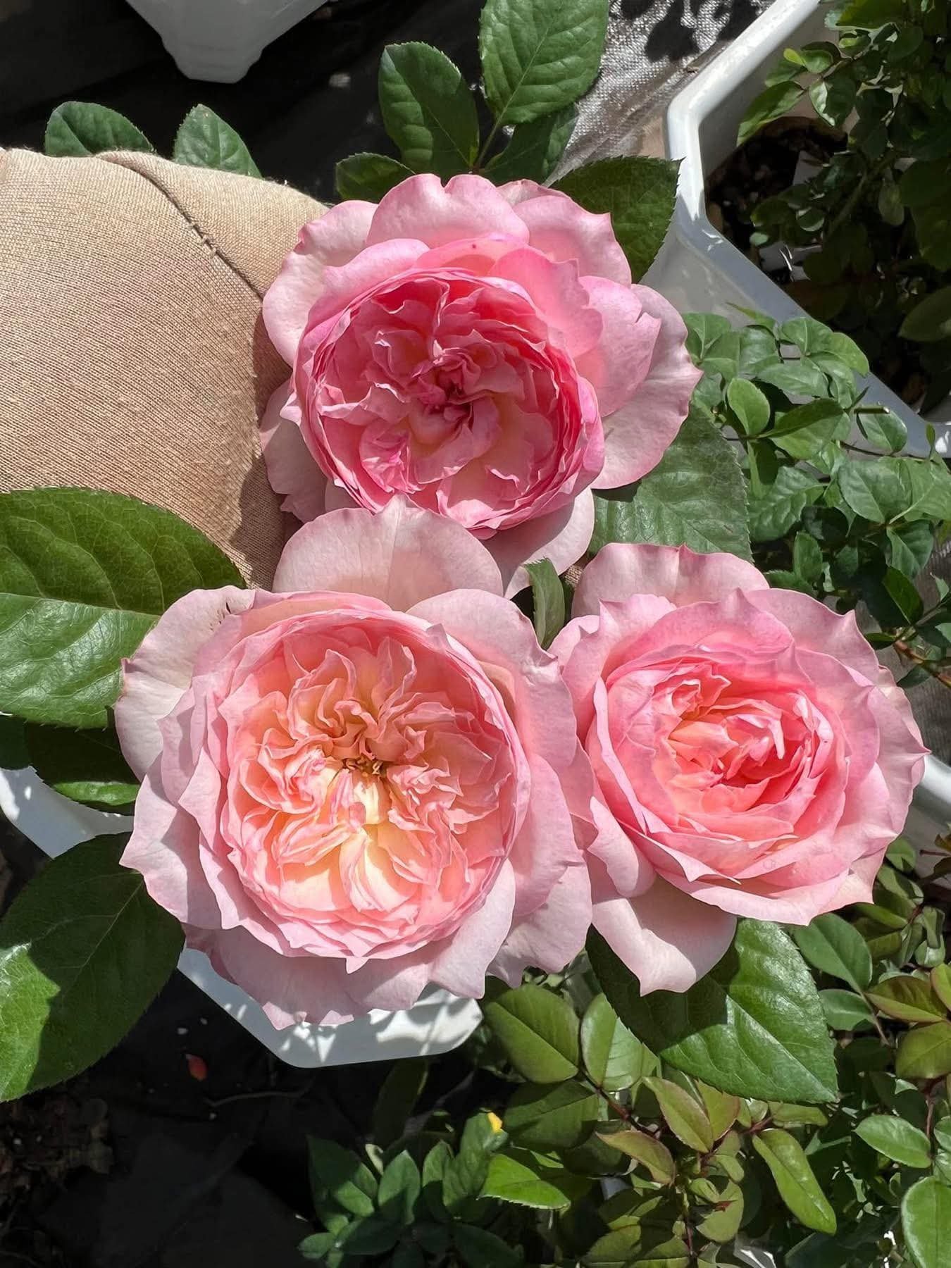2 tone thornless climbing Edouard Manet rose plant flower bush shrub - Image 5