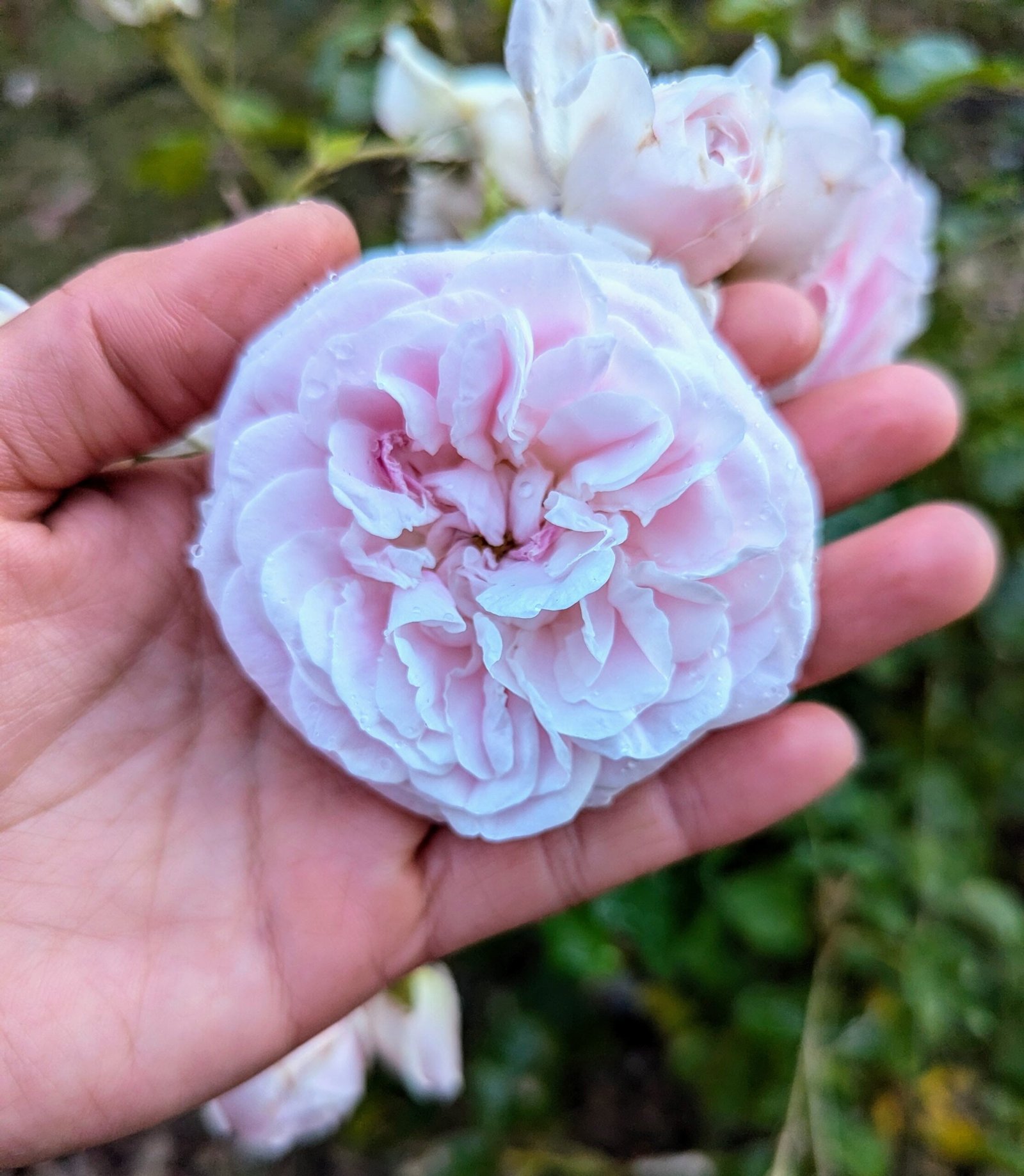 Souvenir de Malmaison thornless rose plant flower bush shrub - Image 4