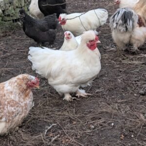 Free small bantam mixed frizzle X silkie rooster