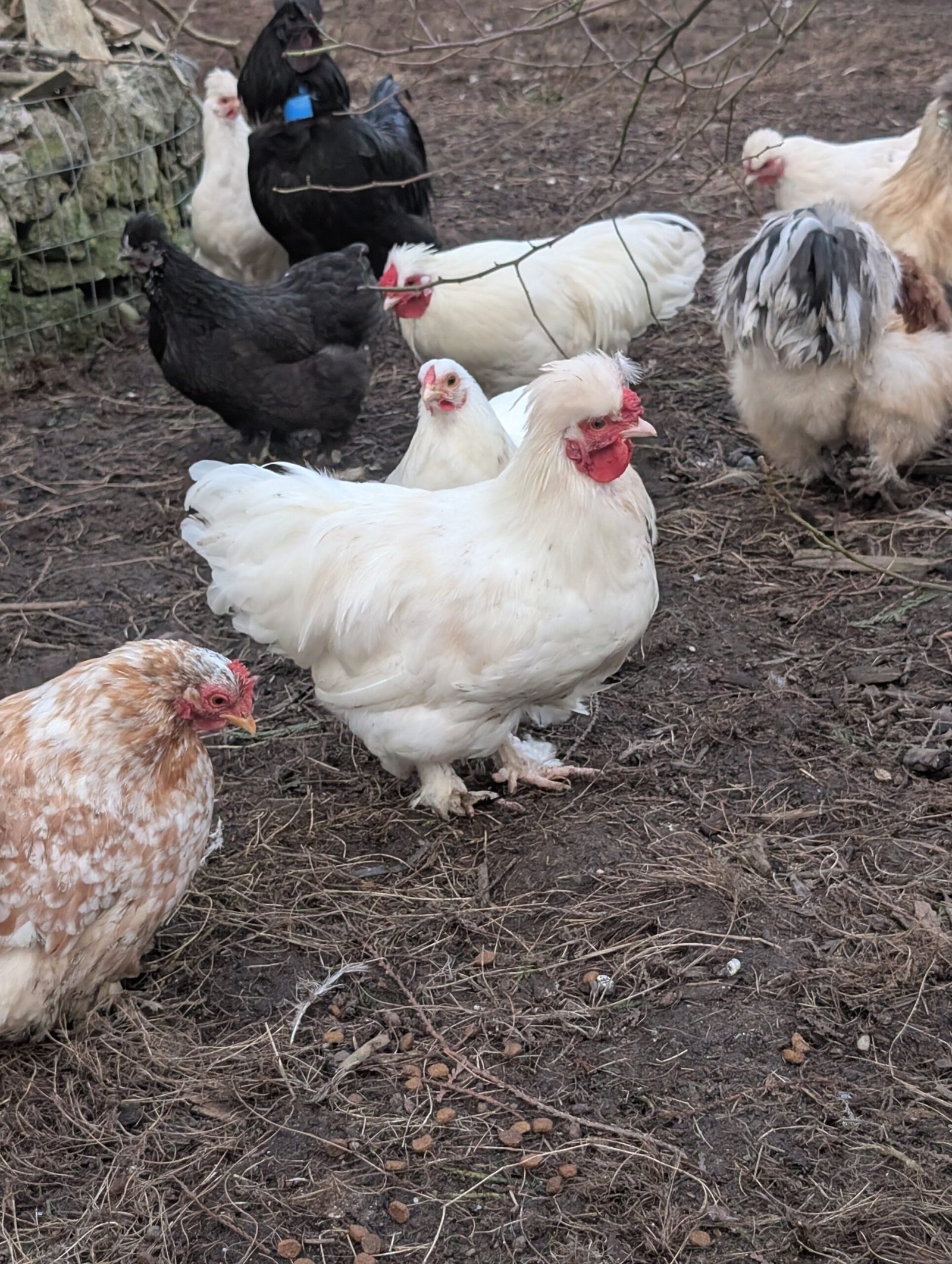 Free small bantam mixed color frizzle rooster - Image 4