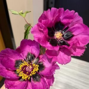 He Ping Zi tree peony