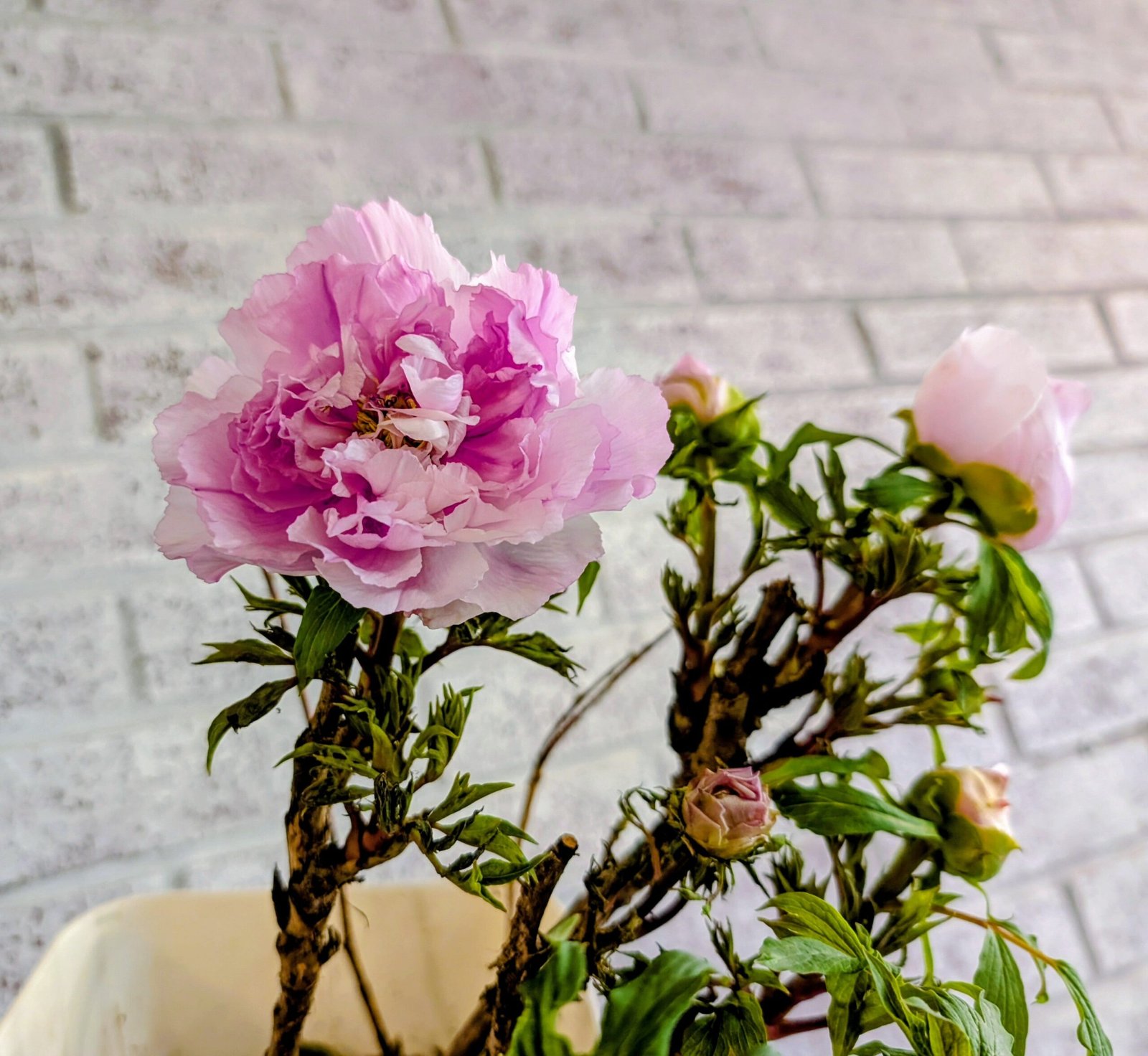 "Prosperous Family" large flower tree peony - Image 3