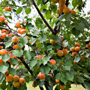 Free apricot plant cuttings