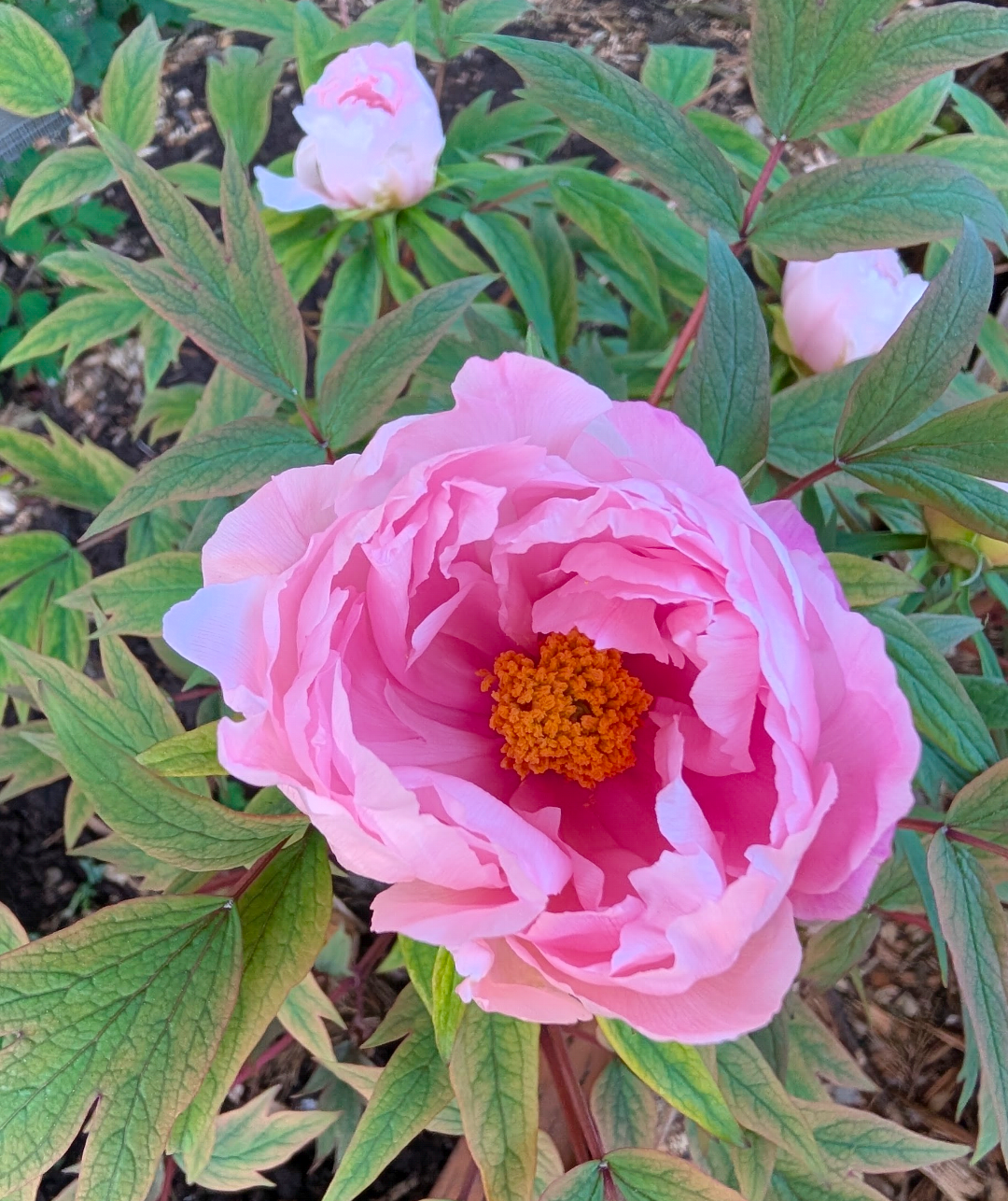 "Yachiyo tsubaki" Japanese tree peony - Image 4
