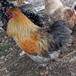 Free small bantam mixed color satin silkie rooster