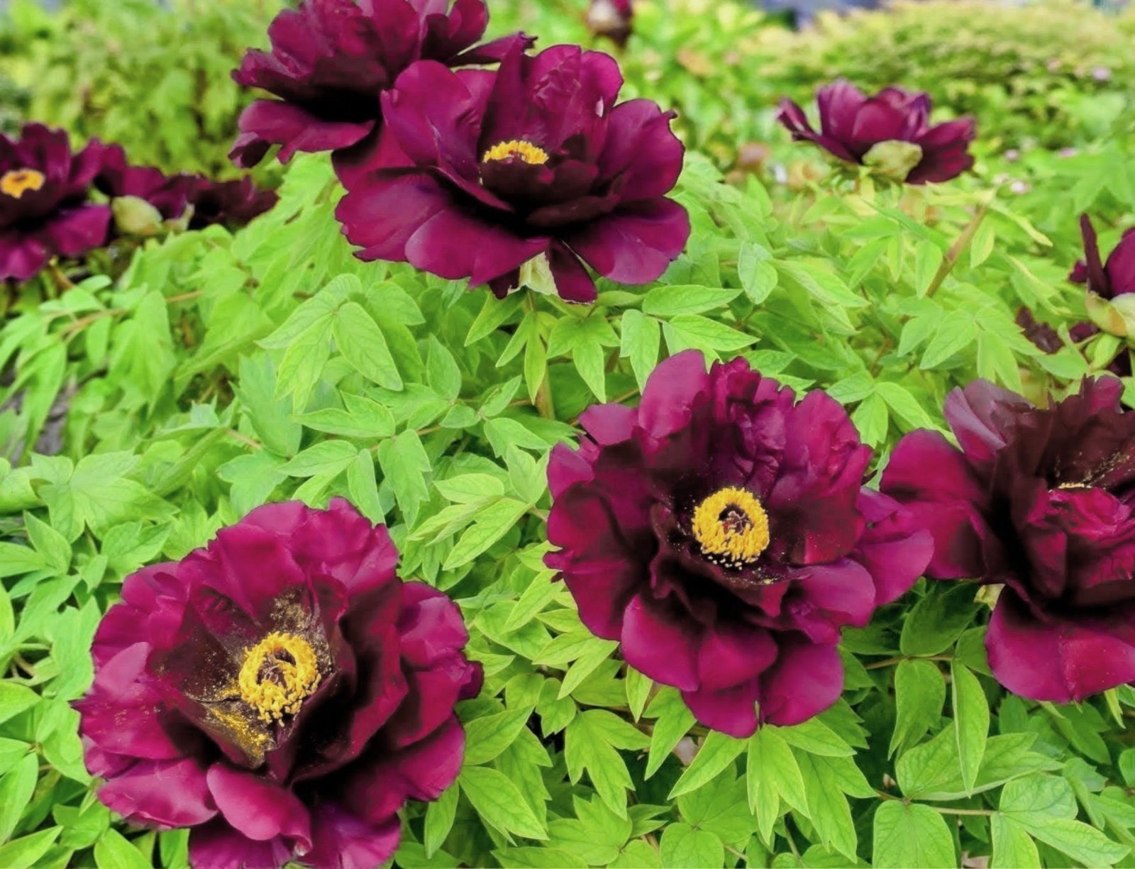 Sai Mo Lian tree peony - Image 2