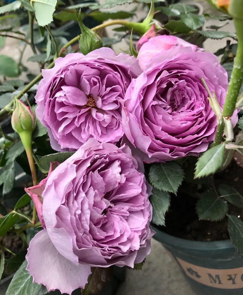 Lapis Lazuli/Lazuri garden rose plant flower bush shrub - Image 3