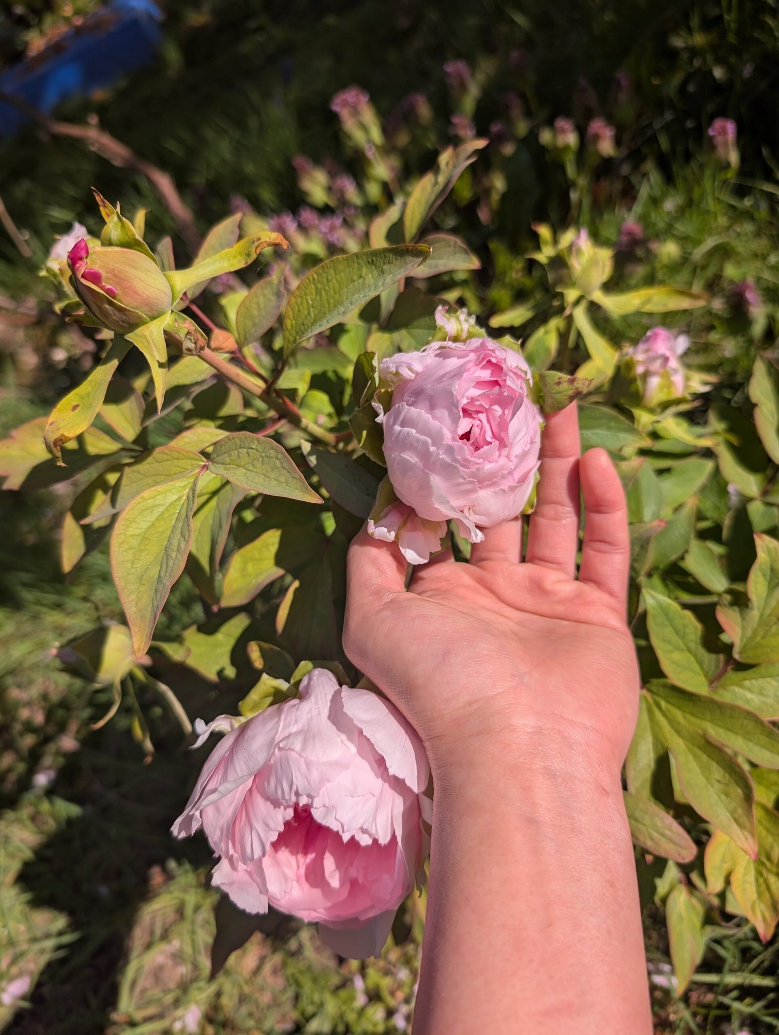 "Peach blossom in the snow" large flower tree peony - Image 14
