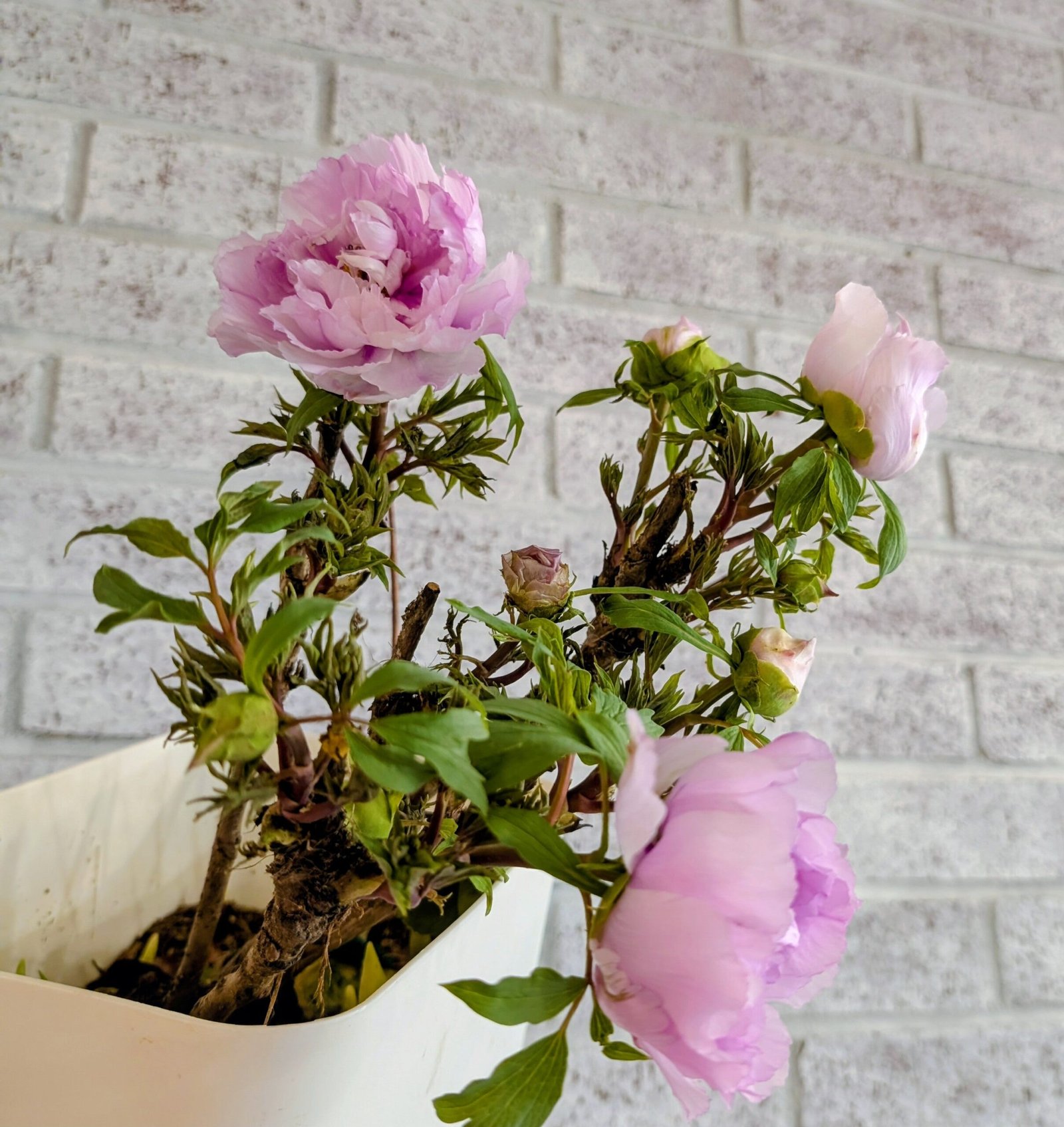 "Prosperous Family" large flower tree peony - Image 6