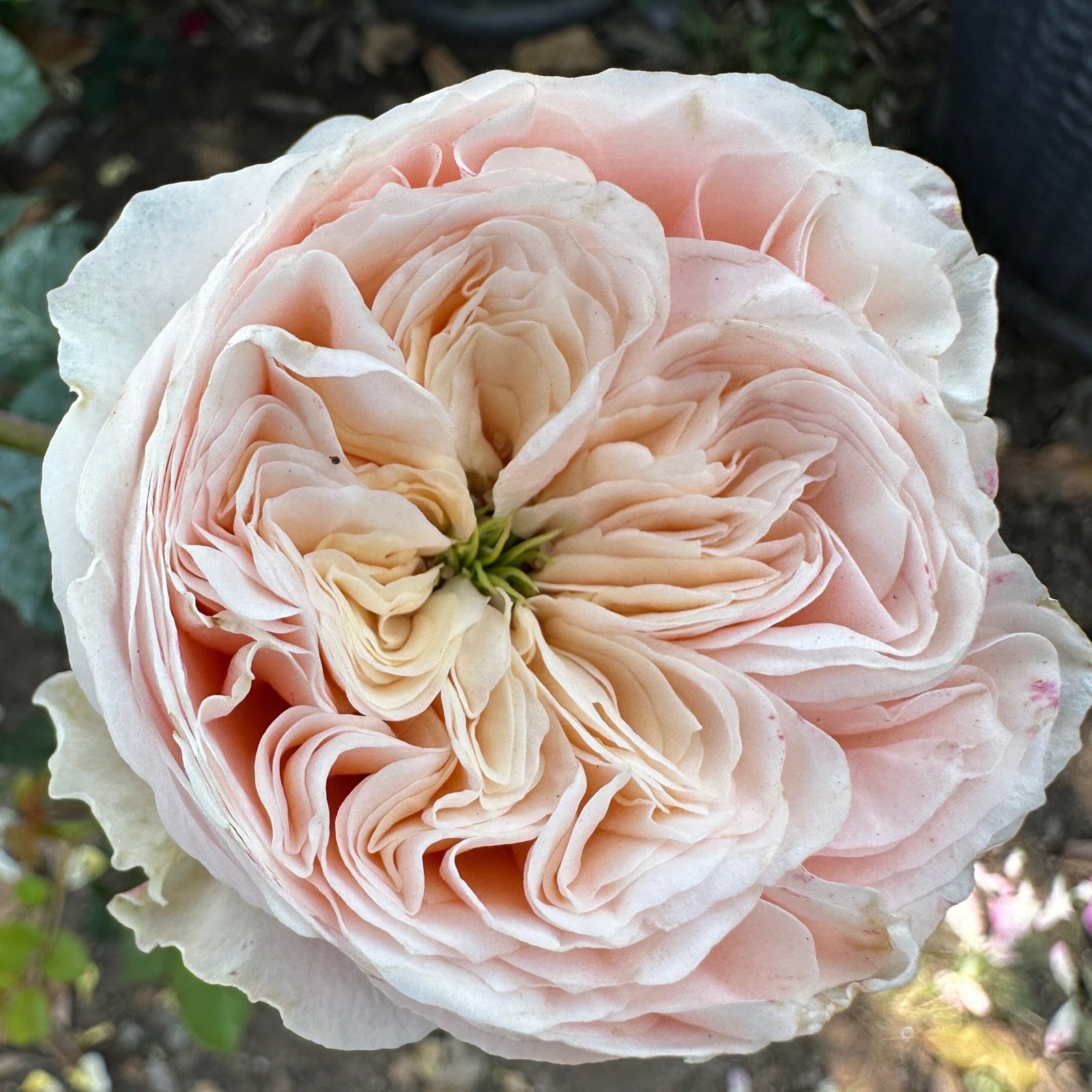 Paradise Beach garden rose plant flower bush shrub