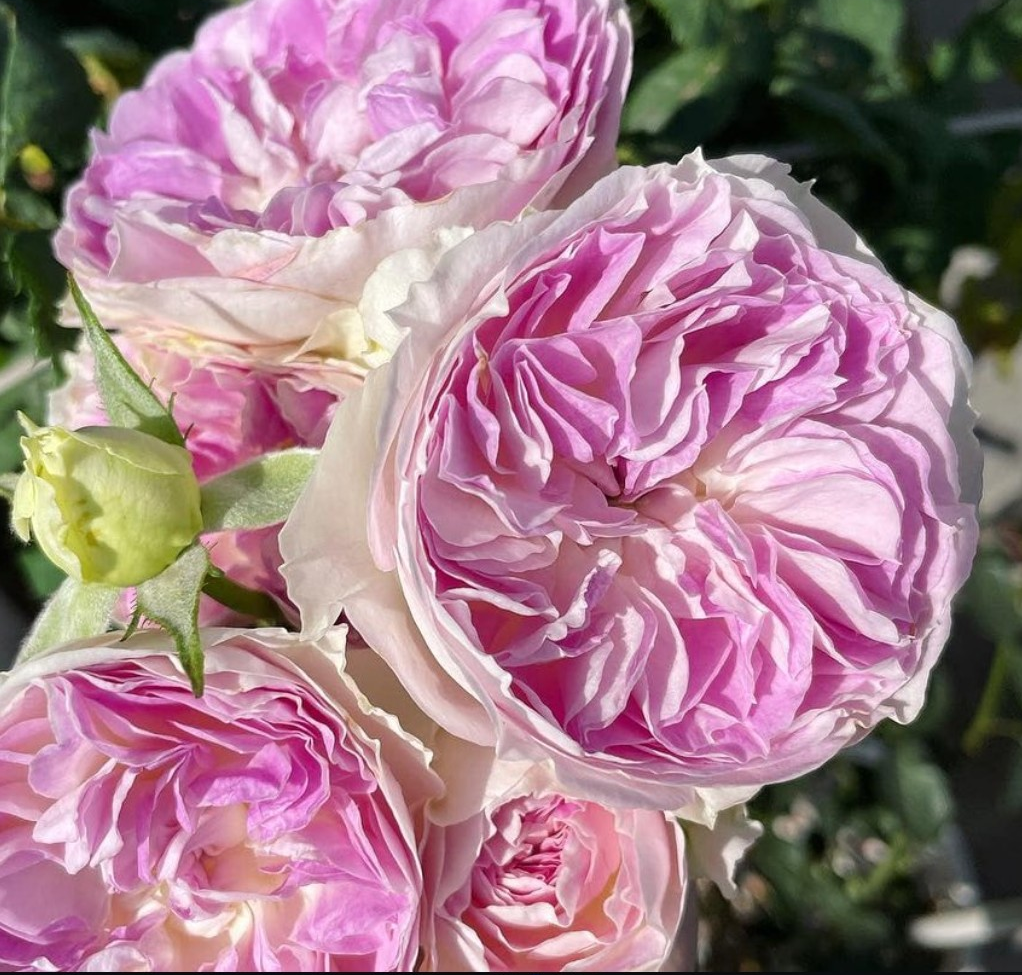 Blue Moonstone color changing Japanese garden rose plant - Image 2